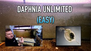 How I Raise Daphnia Water Fleas And You Can Too [upl. by Haissem]