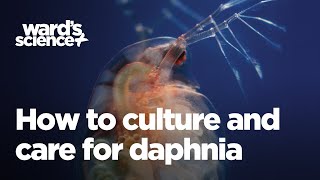 Caring and Culturing for Daphnia [upl. by Nnasor]