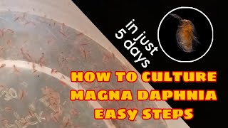 How to Culture Magna Daphnia Easily [upl. by Pruchno281]