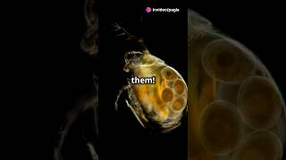 How to culture Daphnia for your Aquarium [upl. by Eineeuq]