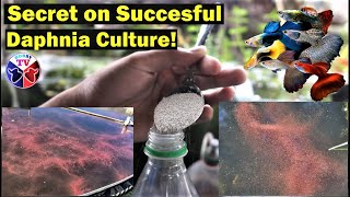 How to Culture Daphnia Successfully [upl. by Drusie248]