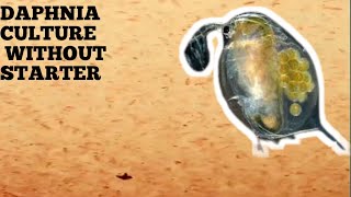 HOW TO CULTURE DAPHNIA NATURALLY WITHOUT A STARTER [upl. by Inol932]