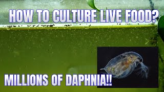 How to Culture Daphnia Secret Method to Breed MILLIONS  Simply Aquatic [upl. by Ellison]