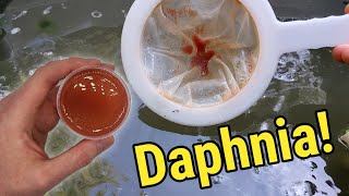 How I Culture Daphnia In Outdoor Tubs [upl. by Ydennek]