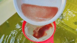 How to culture daphnia  Daphnia culture  How to grow daphnia outdoor [upl. by Yusem]