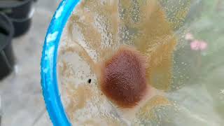 How to culture daphnia moina in a small container Part 1 English Subtitle [upl. by Ynettirb821]