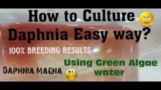 Daphnia MagnaHow to Culture Daphnia Easy wayCulturing Daphnia using Green water Daphnia [upl. by Eitak786]