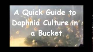 How to culture daphnia outside [upl. by Hose382]