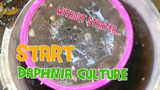 How to culture daphnia moina the easy way 1  Starting the Daphnia culture [upl. by Coney]