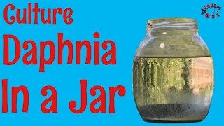 How to Culture Daphnia in a Jar [upl. by Arraek723]