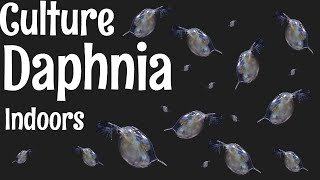 How to Culture Daphnia [upl. by Francklyn]