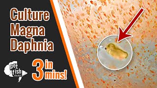 How to culture DAPHNIA MAGNA  The easy way [upl. by Lucille]