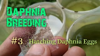 Daphnia Culture made simple and easy 3  Hatching Daphnia eggs [upl. by Saunderson]