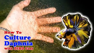 How to Culture Daphnia with ZERO Cost  Unlimited Live Food For Our Fish [upl. by Anyk]