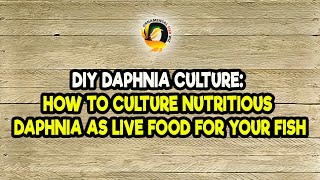 DIY Daphnia Culture How to Culture Nutritious Daphnia as Live Food for Your Fish [upl. by Kcirdla868]