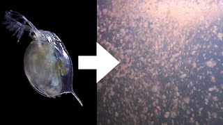 How I Culture Daphnia [upl. by Ruthy]