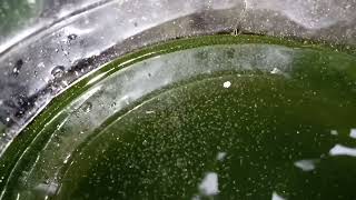 DAPHNIA MOINA CULTURE IN A SMALL BUCKET [upl. by Buff813]