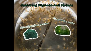 How To Culture Daphnia and Moinas using Green Water Spirulina powder [upl. by Swift16]