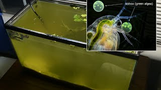 Raising Daphnia for the Freshwater Aquarium [upl. by Arlynne578]