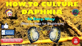 HOW TO CULTURE DAPHNIA In Easy Way [upl. by Aivilys626]